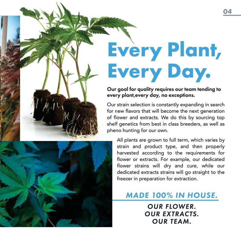 Cannabis Plant Anatomy