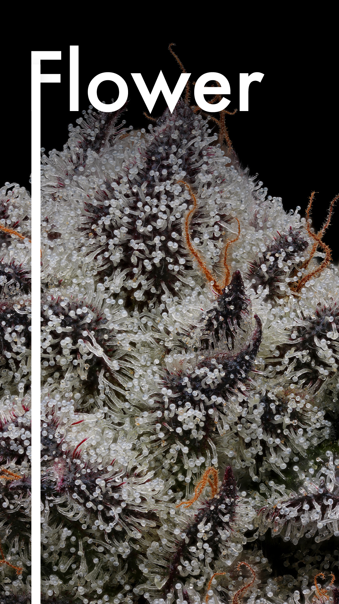 Grow Sciences Eighths